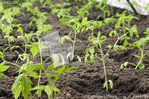 Image of   tomatoes  