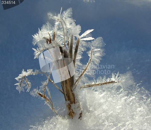 Image of Rime on grass