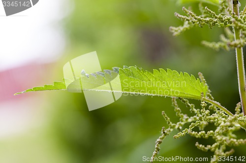 Image of nettle plant  