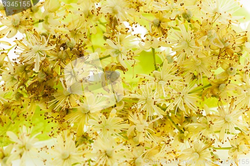 Image of linden flowers  