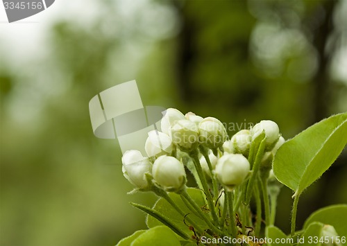 Image of apple-tree flower  