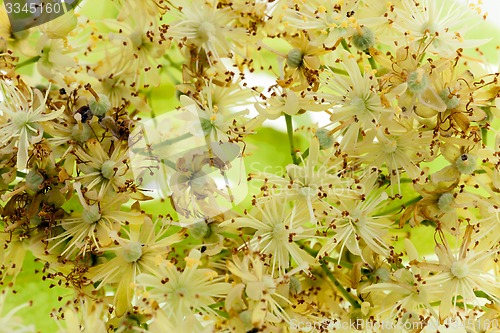 Image of linden flowers 