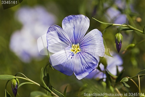 Image of flax flower  