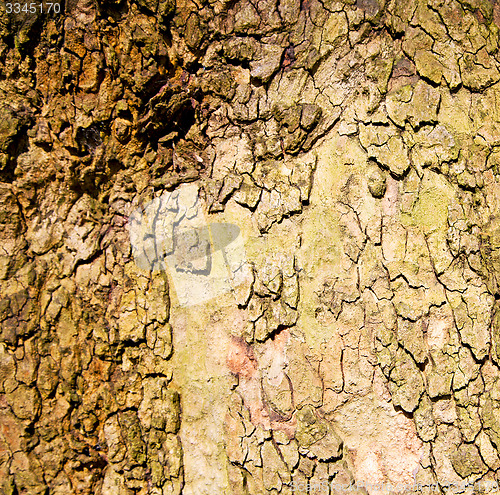 Image of in england london old bark and abstract wood texture