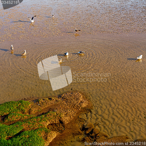 Image of abstract in morocco  sea africa ocean wave and  bird