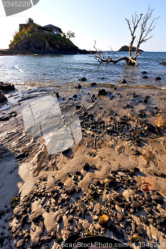 Image of  dead tree andilana beach seaweed in house