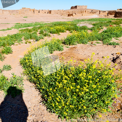 Image of sahara      africa in morocco  palm the old yellow flower