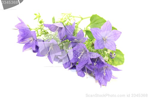 Image of blue bellflowers with petals