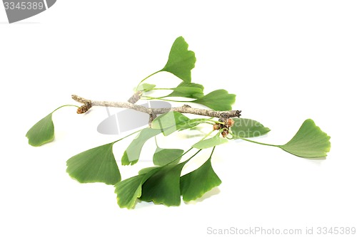 Image of green Ginkgo