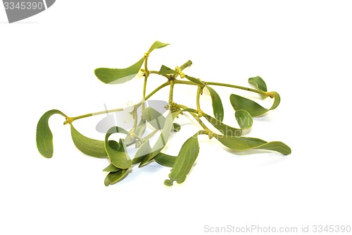 Image of green Mistletoe with white berries