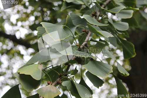 Image of green Ginkgo twig