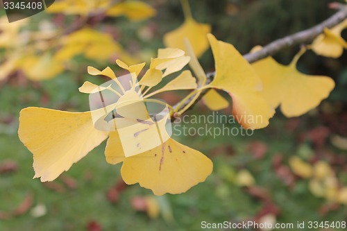 Image of yellow Ginkgo twig