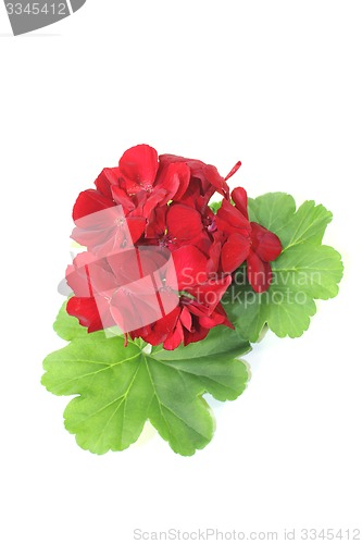 Image of Geranium