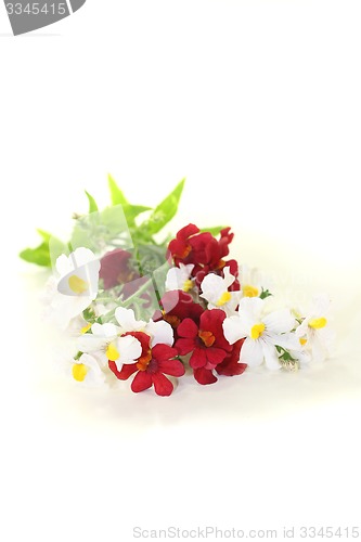 Image of red and white Diascia