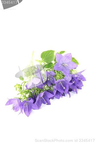 Image of blue bellflowers