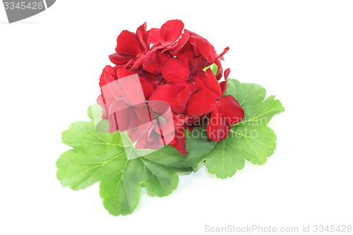 Image of red Geranium with petals