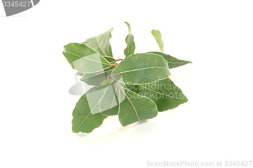 Image of fresh laurel bough with leaves