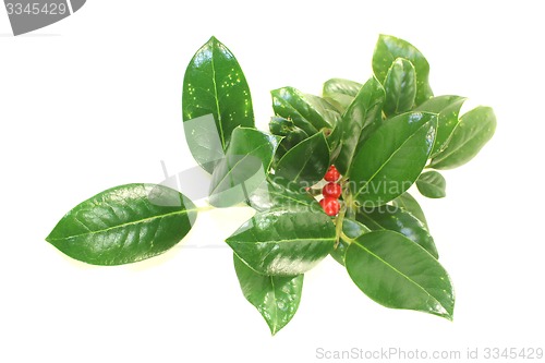 Image of Iilex with leaves