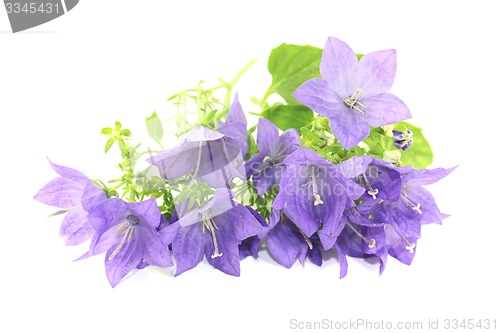 Image of blue bellflowers with blossoms