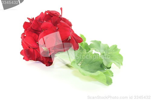 Image of red Geranium with blossoms