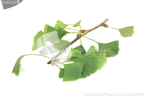 Image of fresh Ginkgo