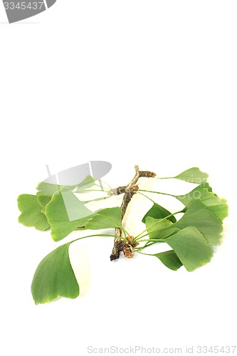 Image of fresh green Ginkgo