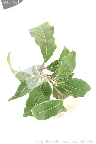 Image of laurel twig with leaves
