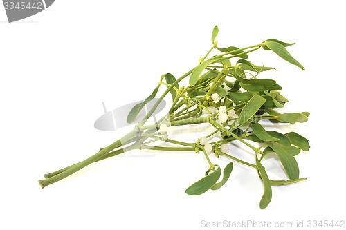 Image of Mistletoe with berries