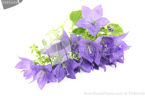 Image of bellflowers