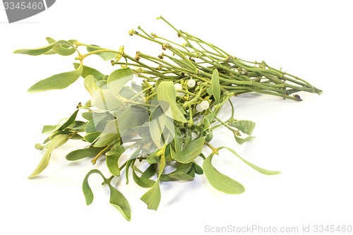 Image of Mistletoe with white berries