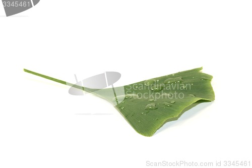 Image of Ginkgo leaf with water drops