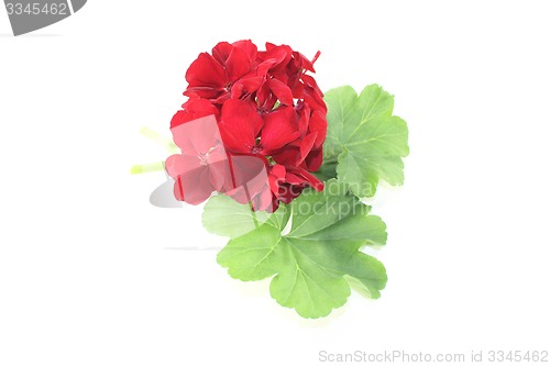 Image of red Geranium