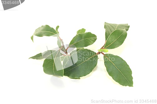 Image of fresh green Laurel