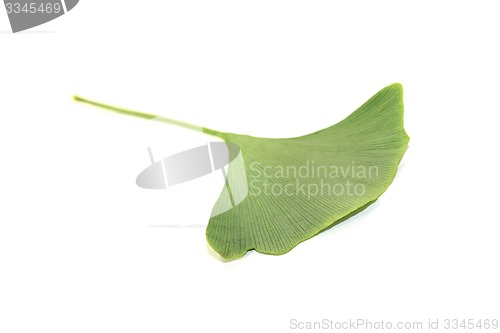 Image of fresh Ginkgo leaf