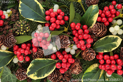 Image of Variegated Holly