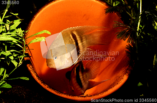 Image of Keyhole Cichlid breeding couple, male in guarding position. Cleithracara maronii.