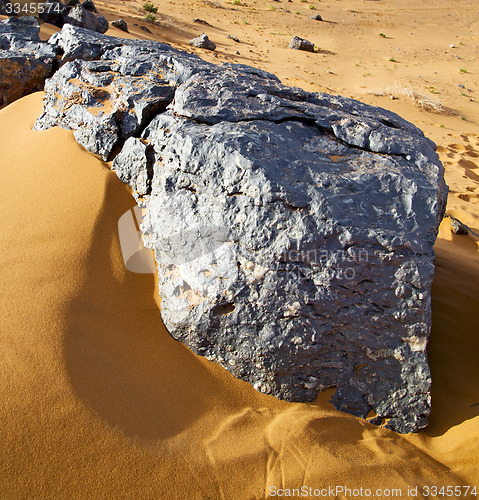 Image of  bush old fossil in  the desert of morocco sahara and rock  ston