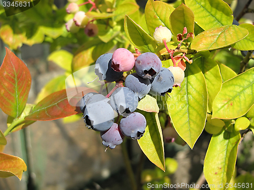 Image of huckleberries