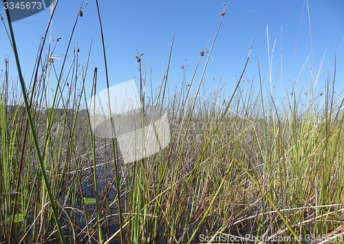 Image of Okavango Delta