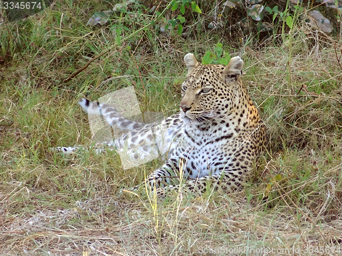 Image of resting leopard