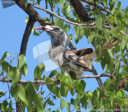 Image of Northern red-billed hornbill