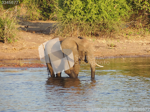 Image of Elephant in Botswana