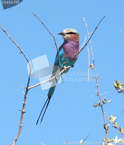 Image of Lilac-breasted roller