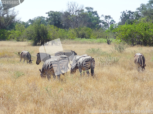 Image of flock of zebras