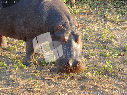 Image of Hippo portrait