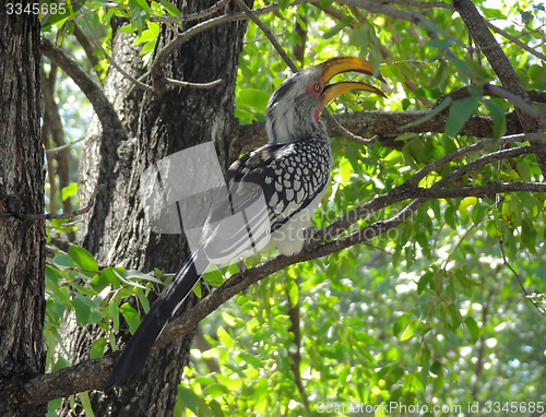 Image of Northern red-billed hornbill