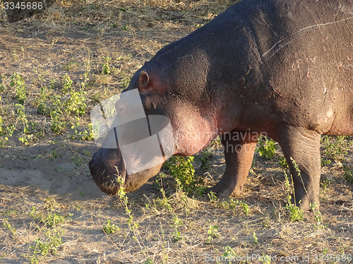 Image of Hippo portrait