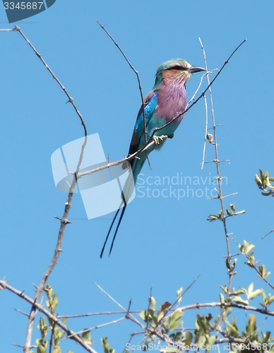 Image of Lilac-breasted roller