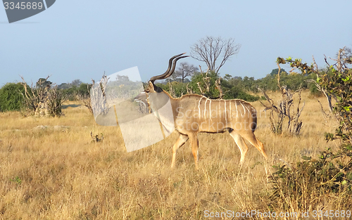 Image of Greater Kudu