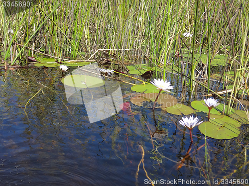 Image of Okavango Delta